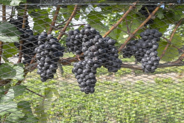 pinot noir grapes hanging on the vine protected by nets